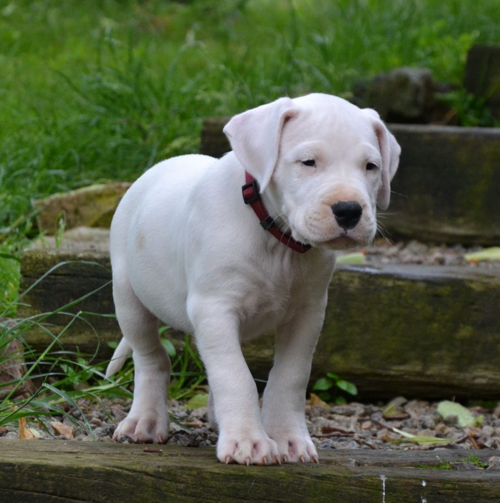 del angel de los volcanos - Chiots disponibles - Dogo Argentino