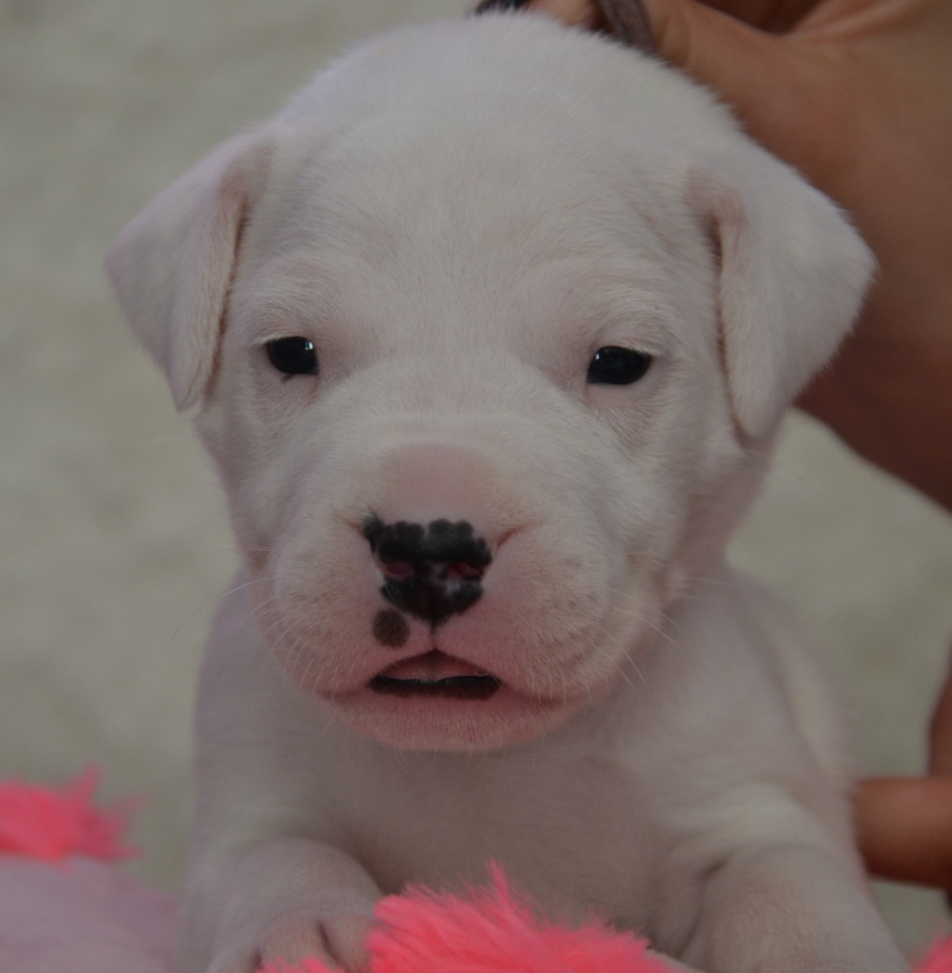 del angel de los volcanos - Chiots disponibles - Dogo Argentino