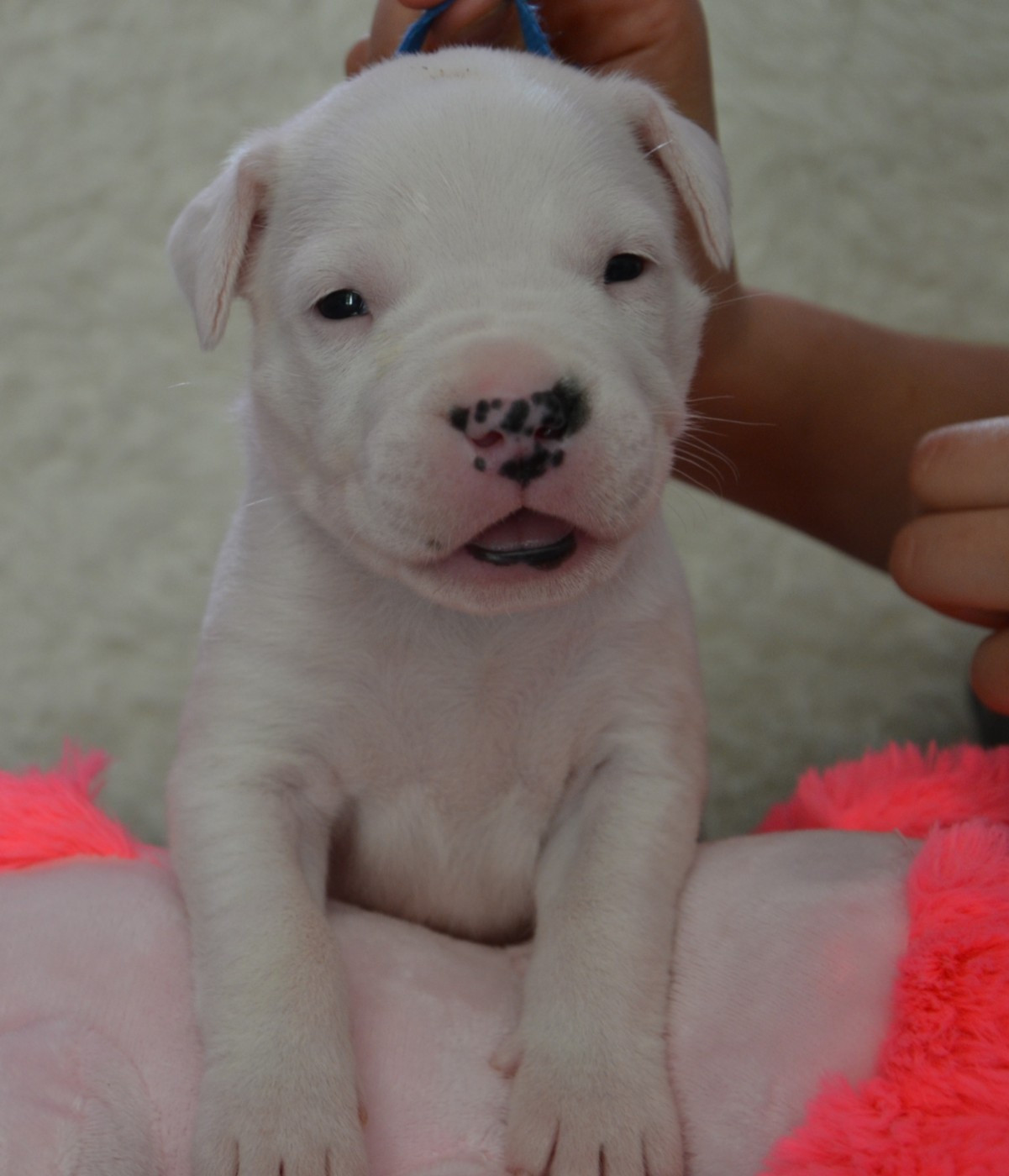 del angel de los volcanos - Chiots disponibles - Dogo Argentino