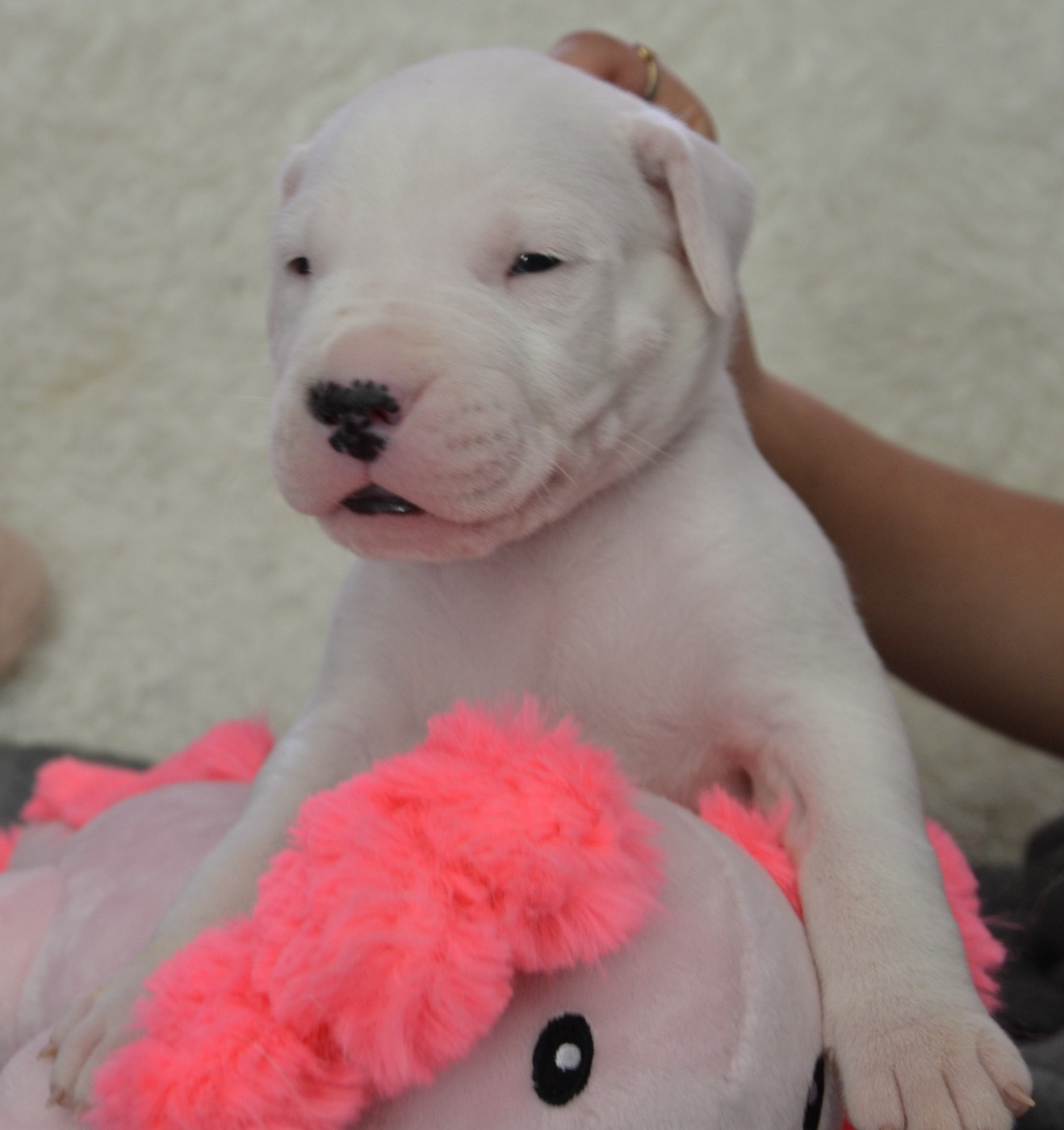del angel de los volcanos - Chiots disponibles - Dogo Argentino