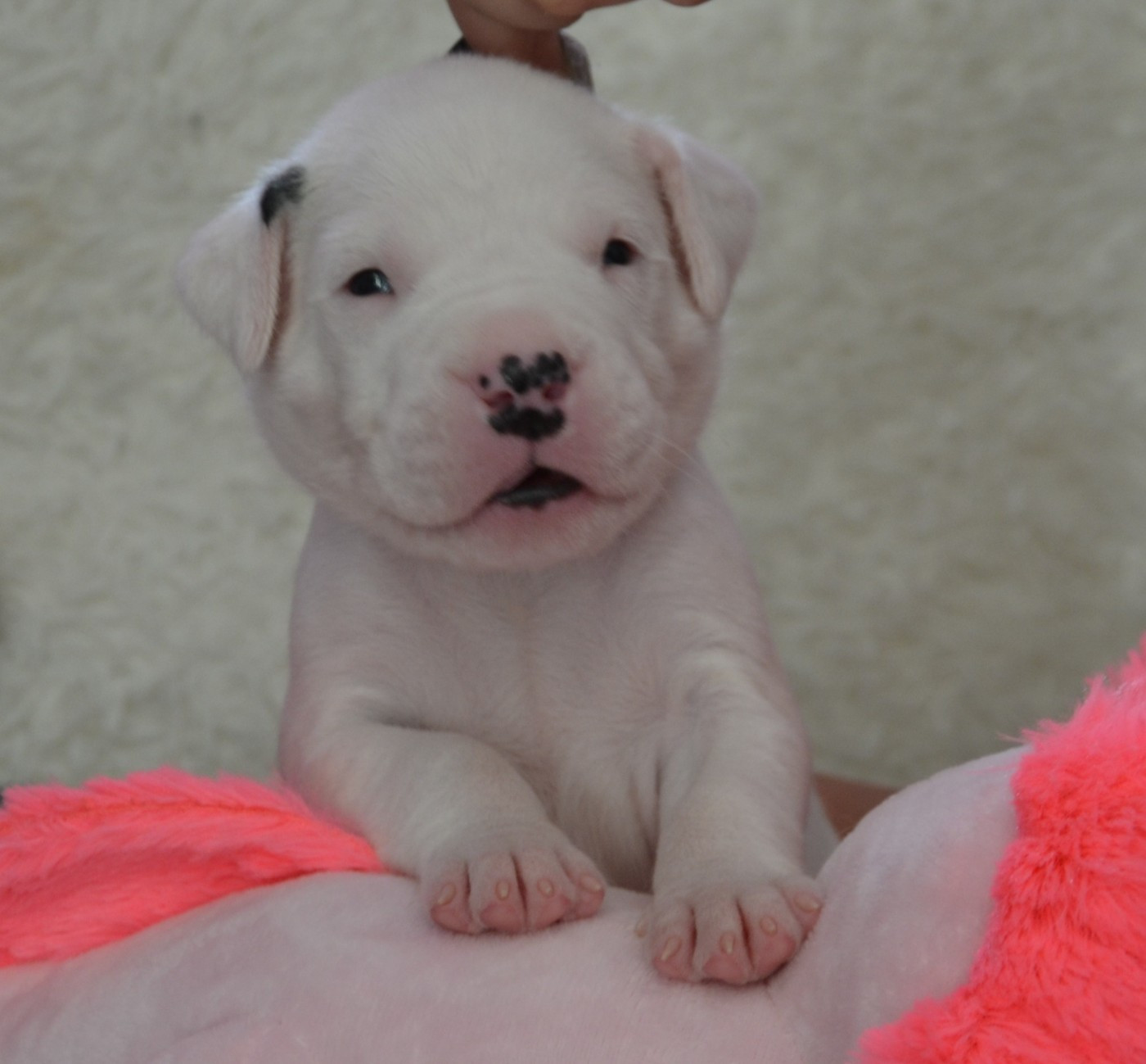 del angel de los volcanos - Chiots disponibles - Dogo Argentino