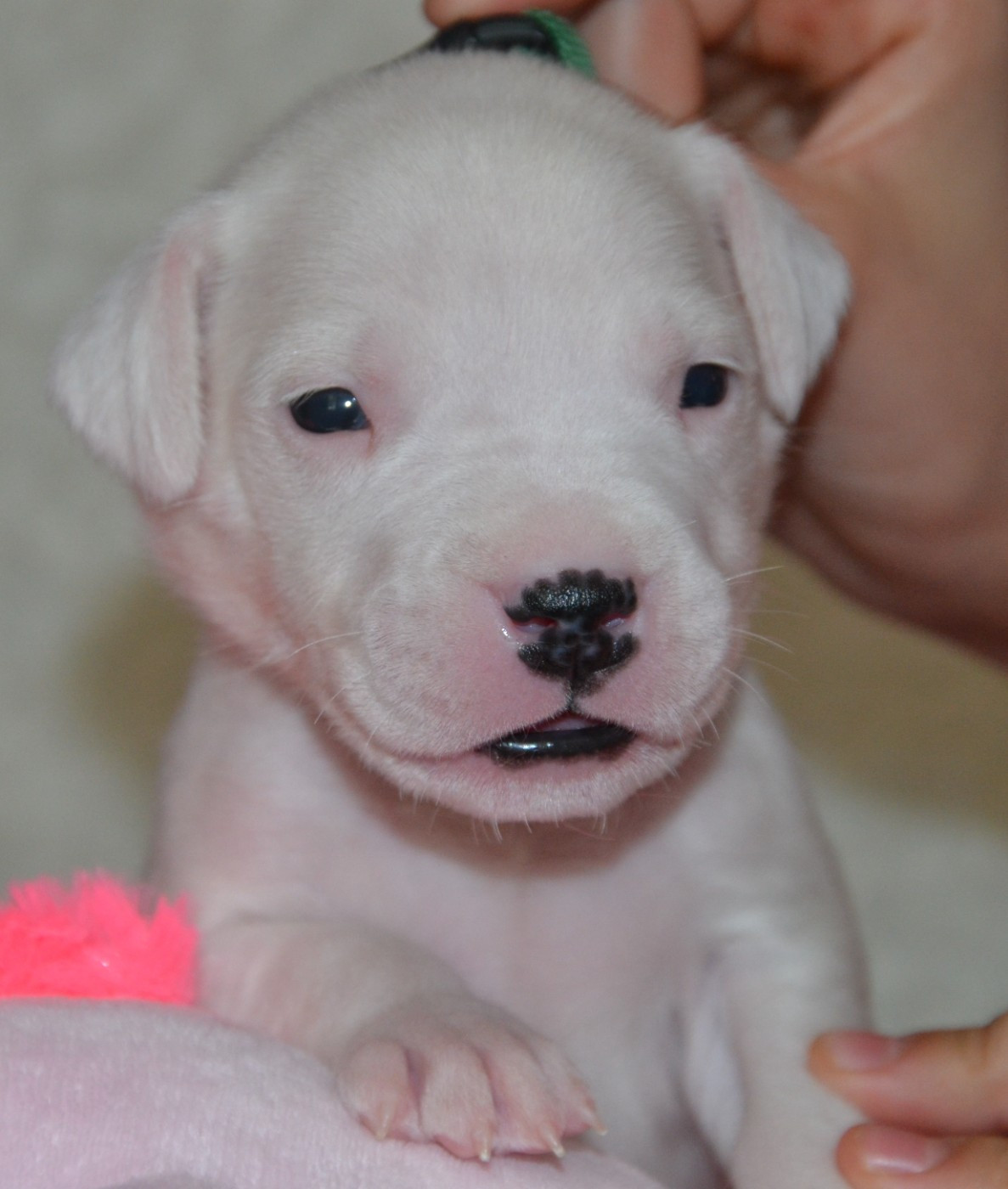 del angel de los volcanos - Chiots disponibles - Dogo Argentino