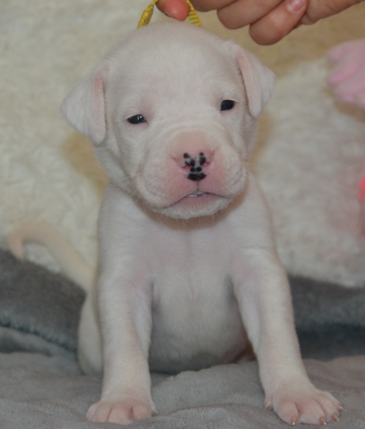 del angel de los volcanos - Chiots disponibles - Dogo Argentino