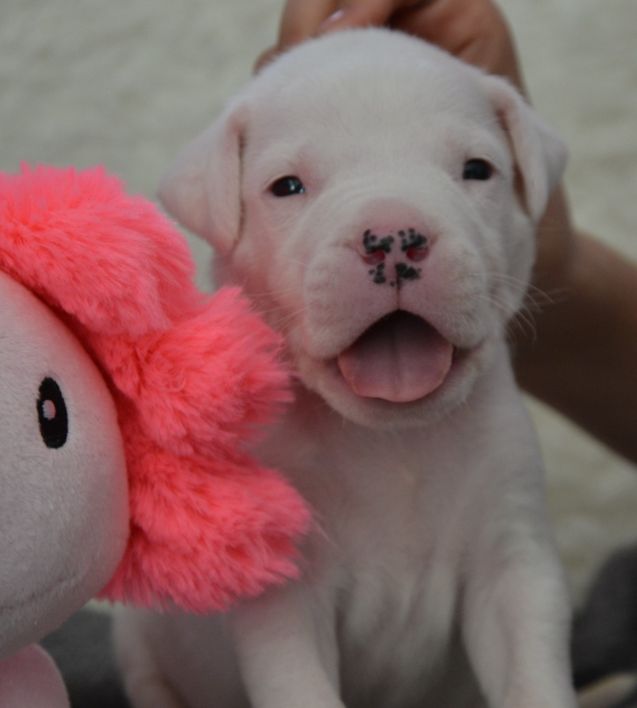 del angel de los volcanos - Chiots disponibles - Dogo Argentino
