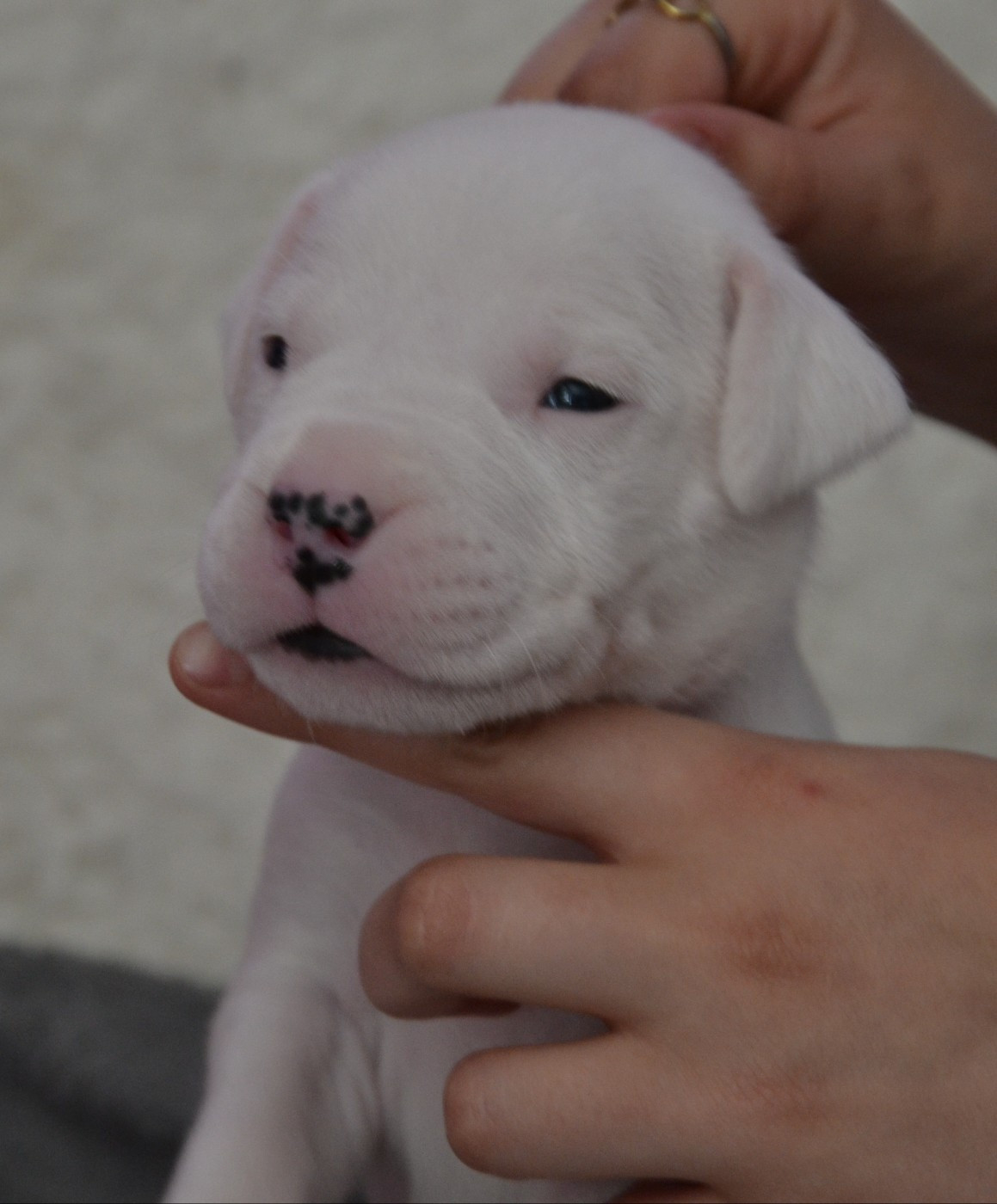 del angel de los volcanos - Chiots disponibles - Dogo Argentino