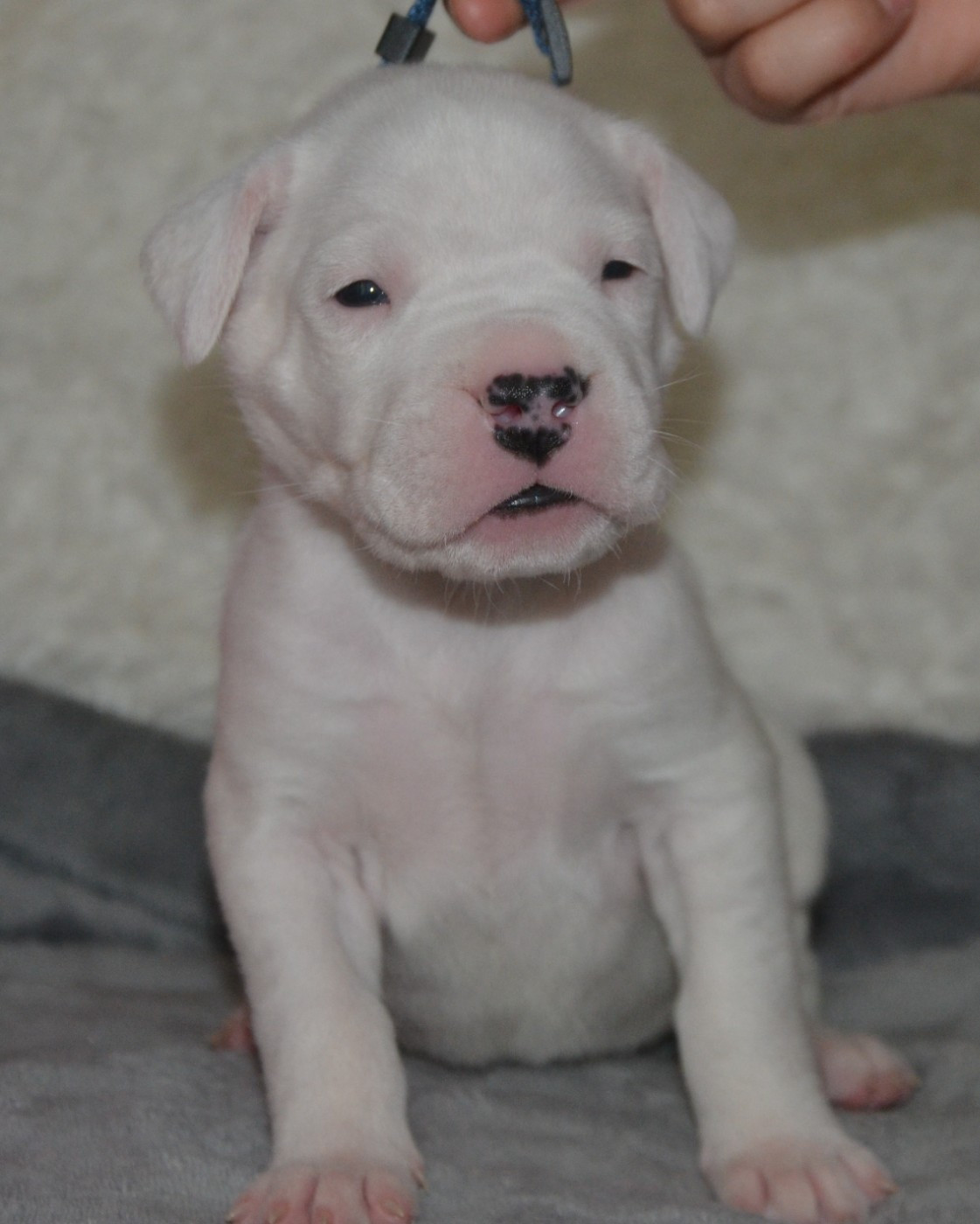 del angel de los volcanos - Chiots disponibles - Dogo Argentino