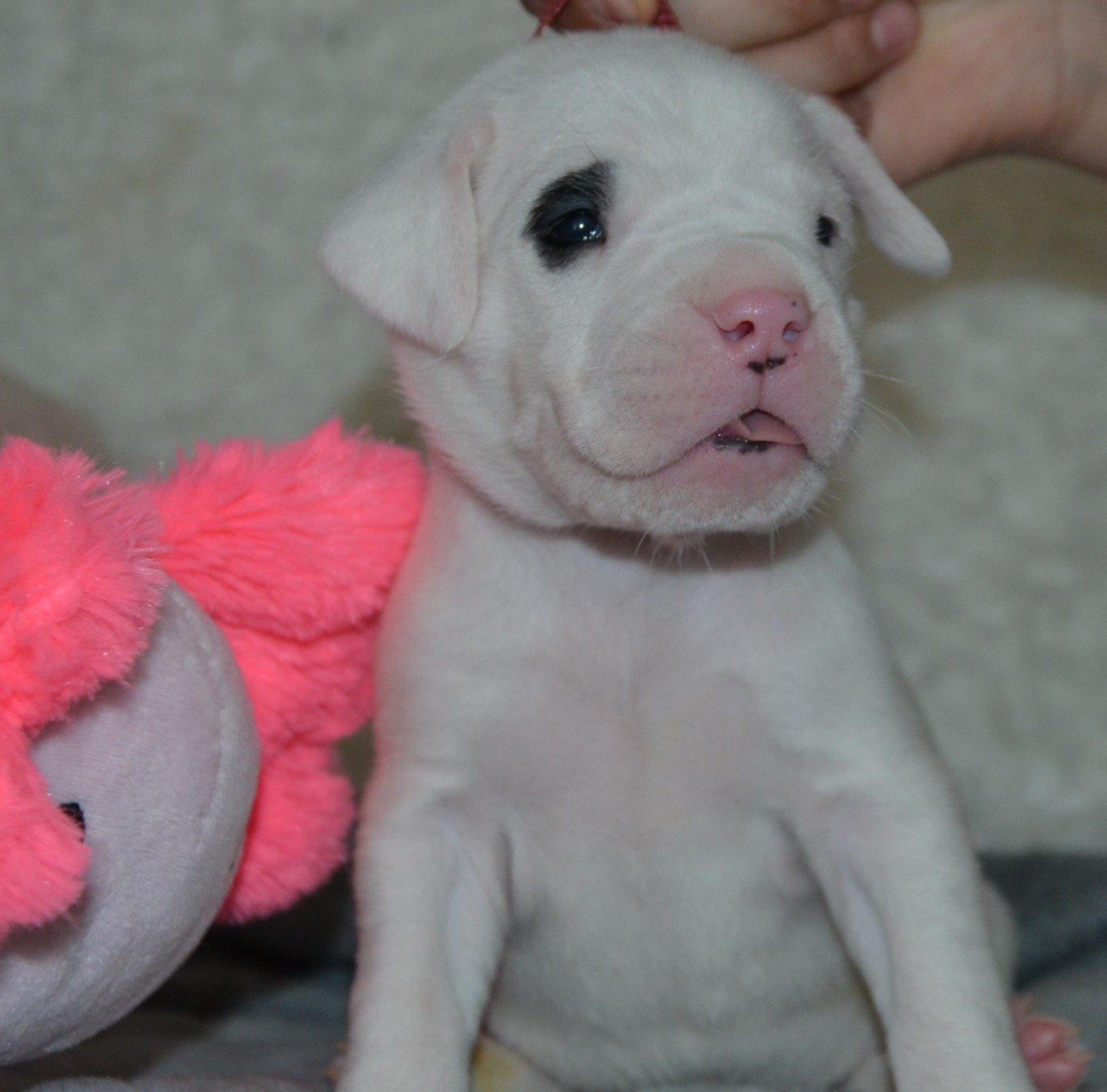 del angel de los volcanos - Chiots disponibles - Dogo Argentino