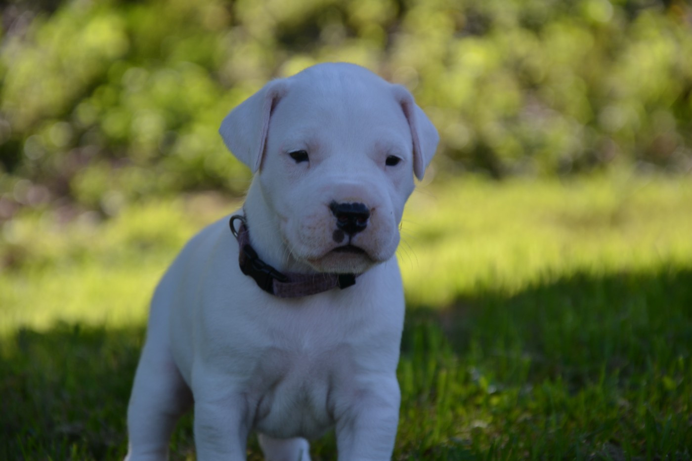 del angel de los volcanos - Chiots disponibles - Dogo Argentino