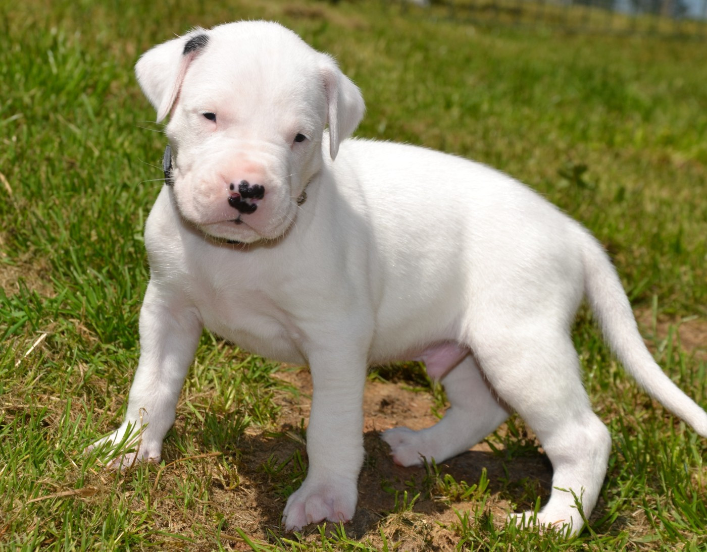 del angel de los volcanos - Chiots disponibles - Dogo Argentino