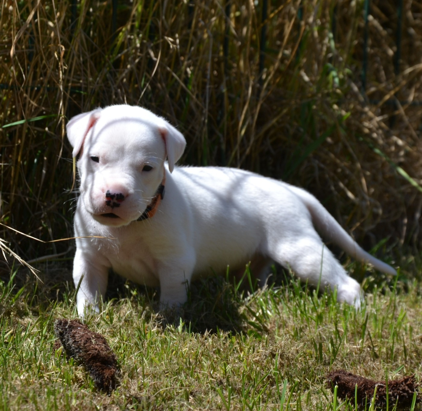 del angel de los volcanos - Chiots disponibles - Dogo Argentino