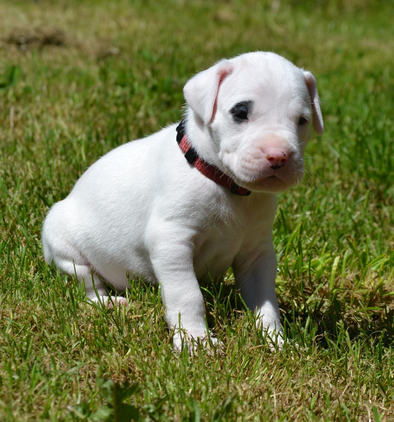 del angel de los volcanos - Chiots disponibles - Dogo Argentino