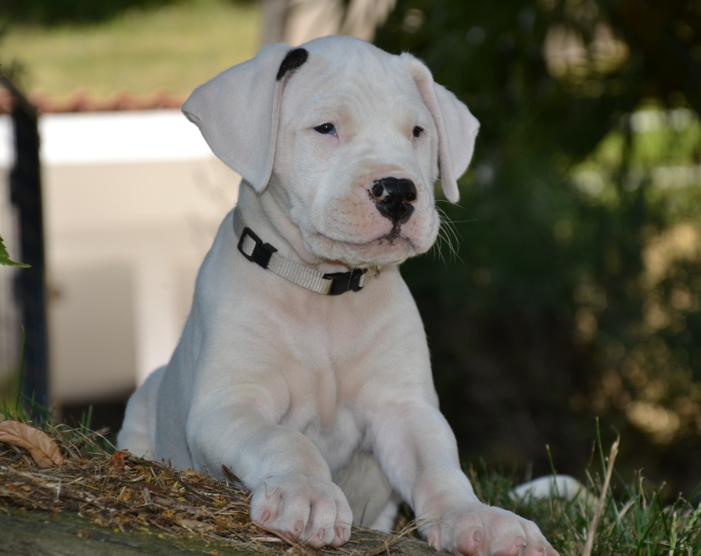 del angel de los volcanos - Chiots disponibles - Dogo Argentino
