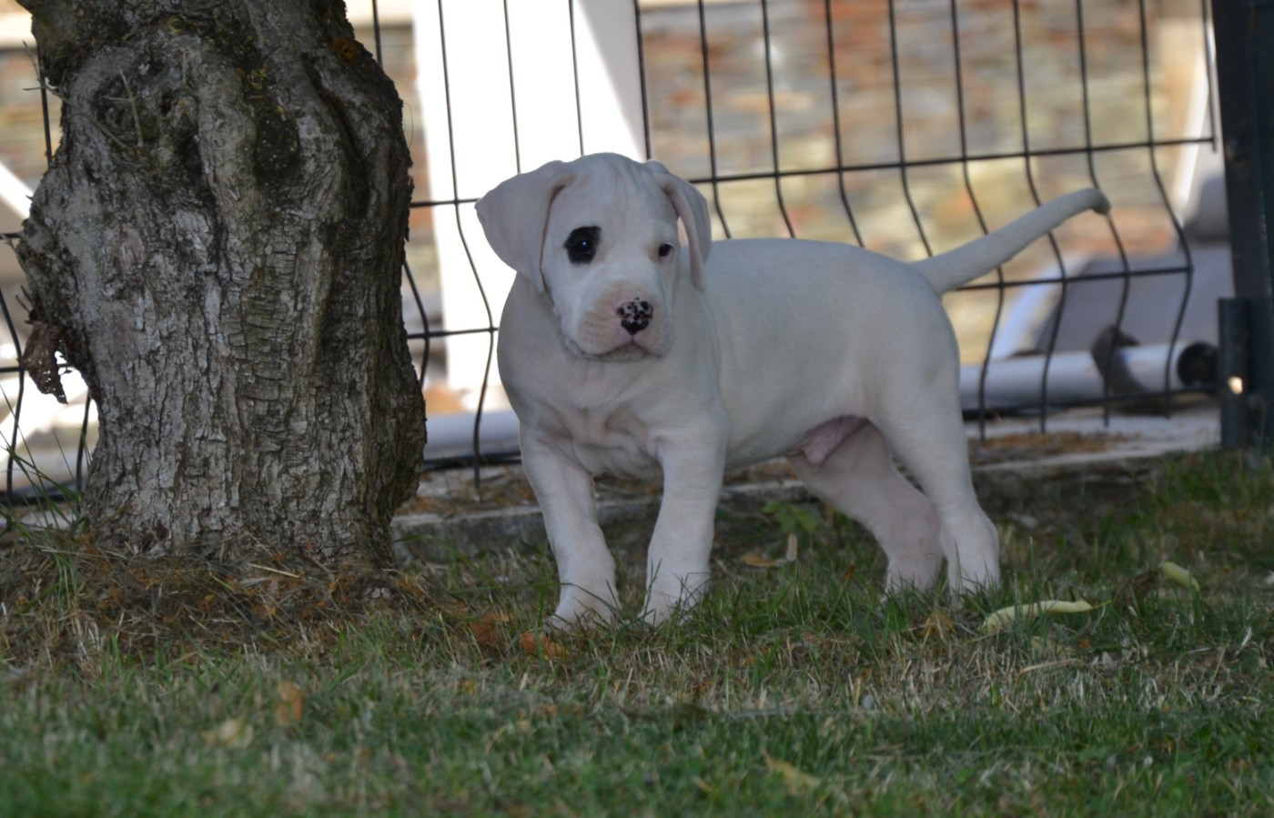 del angel de los volcanos - Chiots disponibles - Dogo Argentino