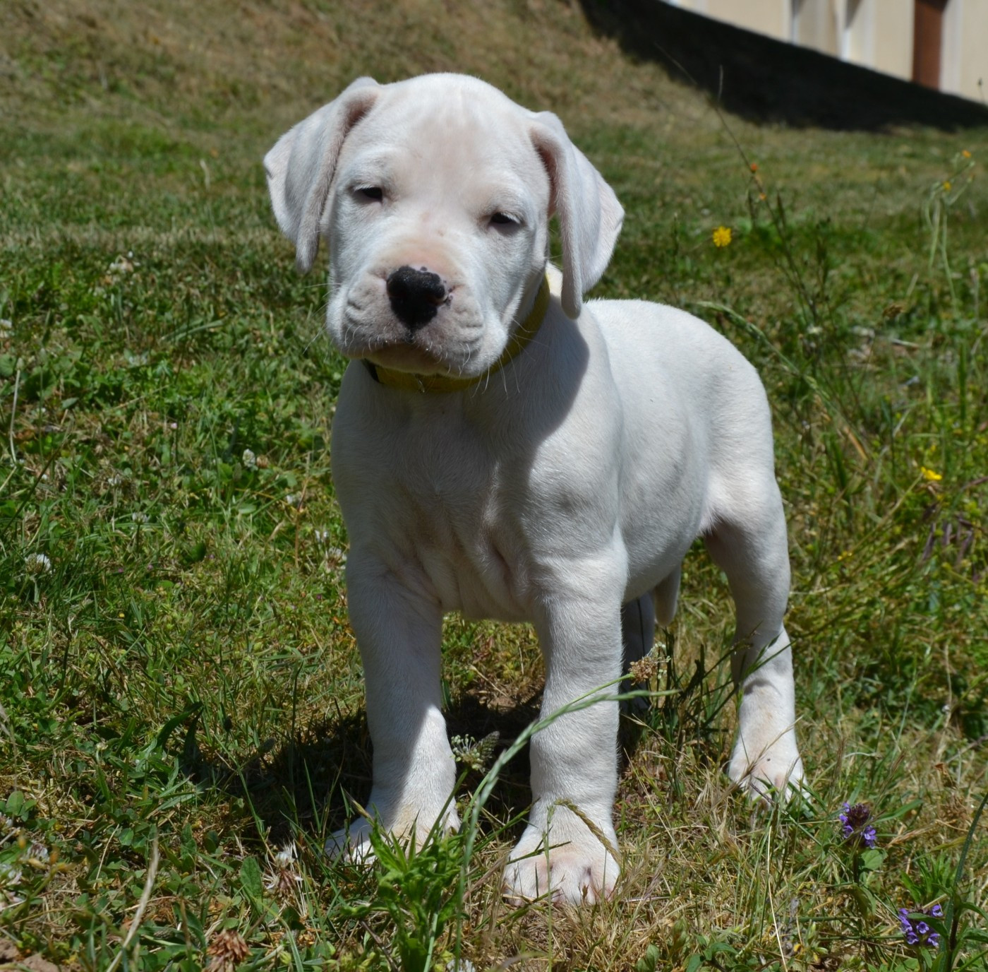 del angel de los volcanos - Chiots disponibles - Dogo Argentino
