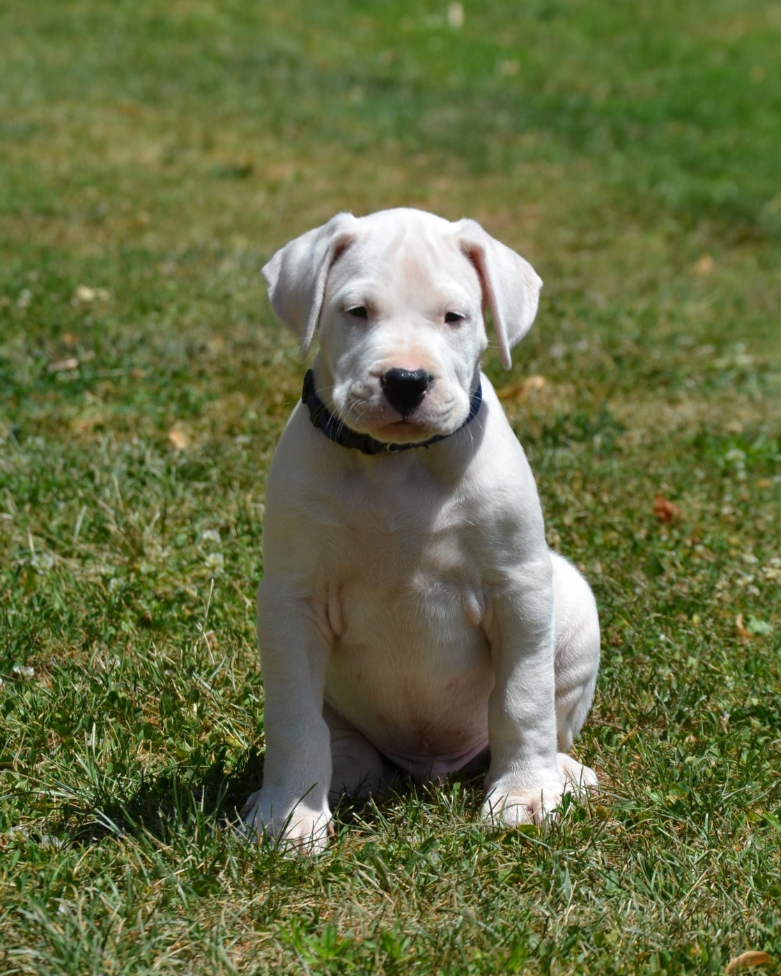 del angel de los volcanos - Chiots disponibles - Dogo Argentino