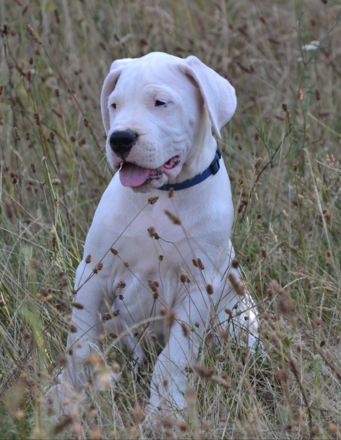 del angel de los volcanos - Chiots disponibles - Dogo Argentino