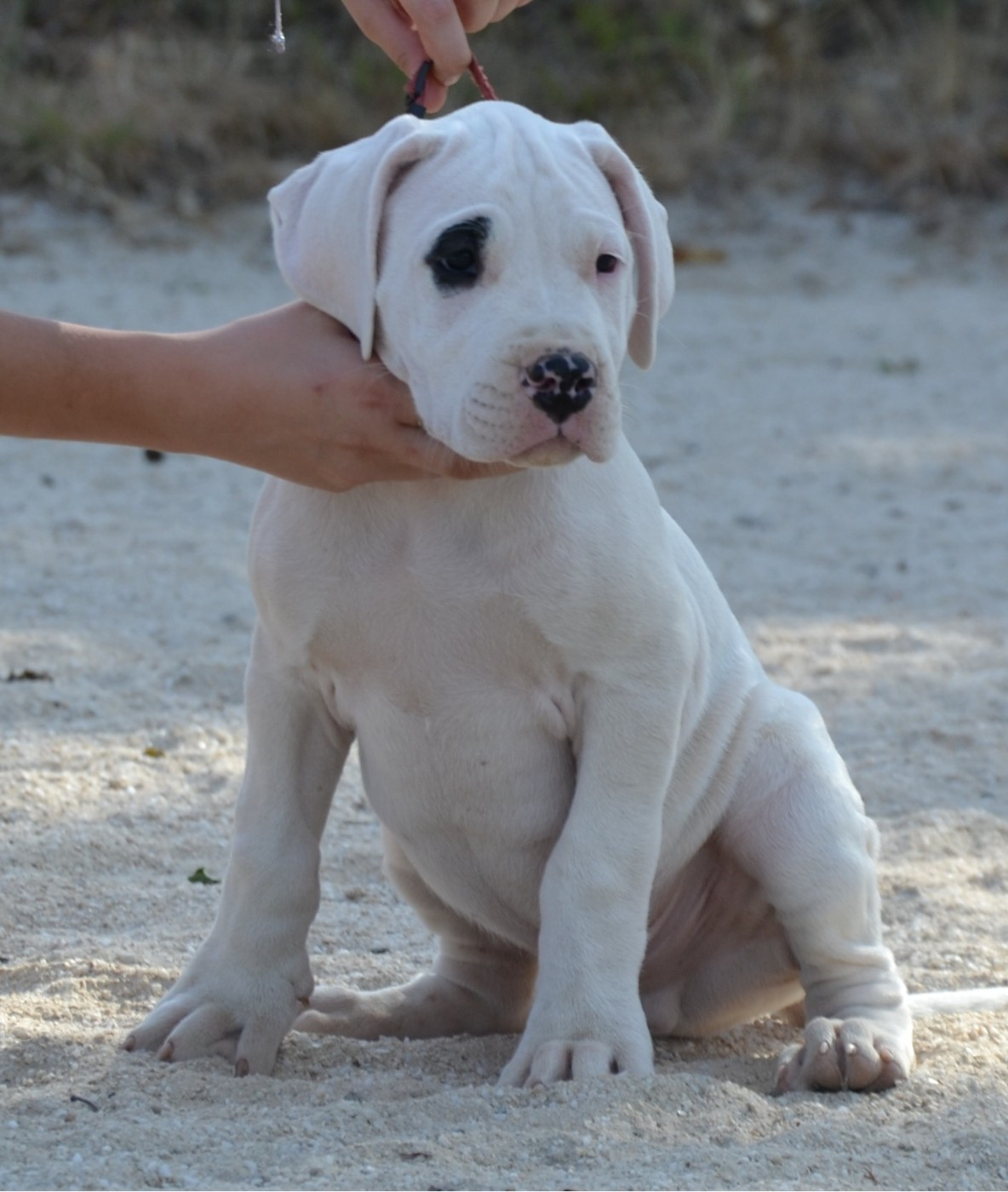 del angel de los volcanos - Chiots disponibles - Dogo Argentino