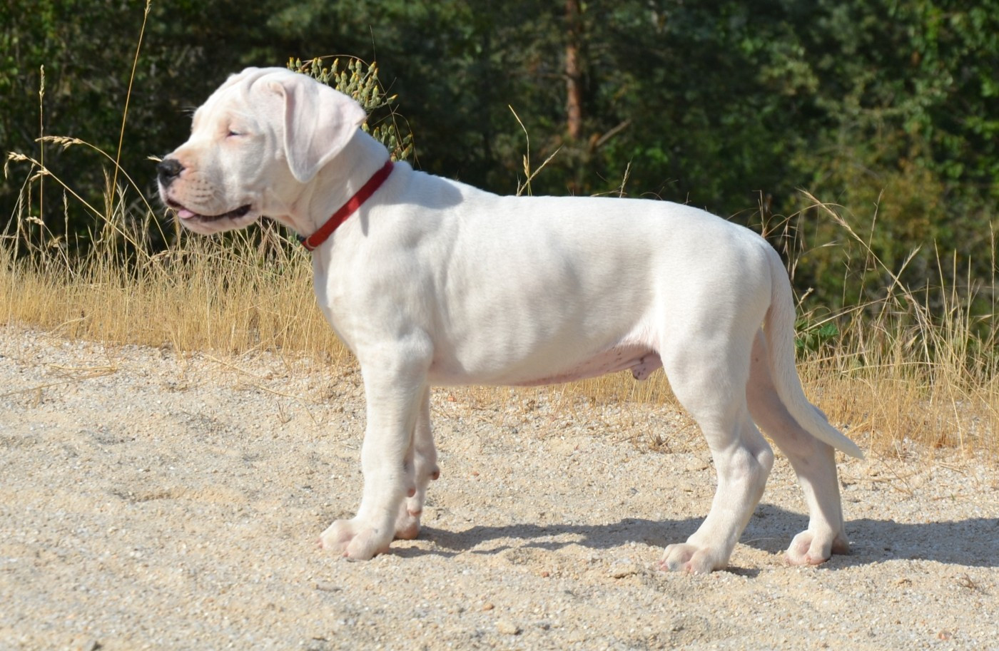 del angel de los volcanos - Chiots disponibles - Dogo Argentino