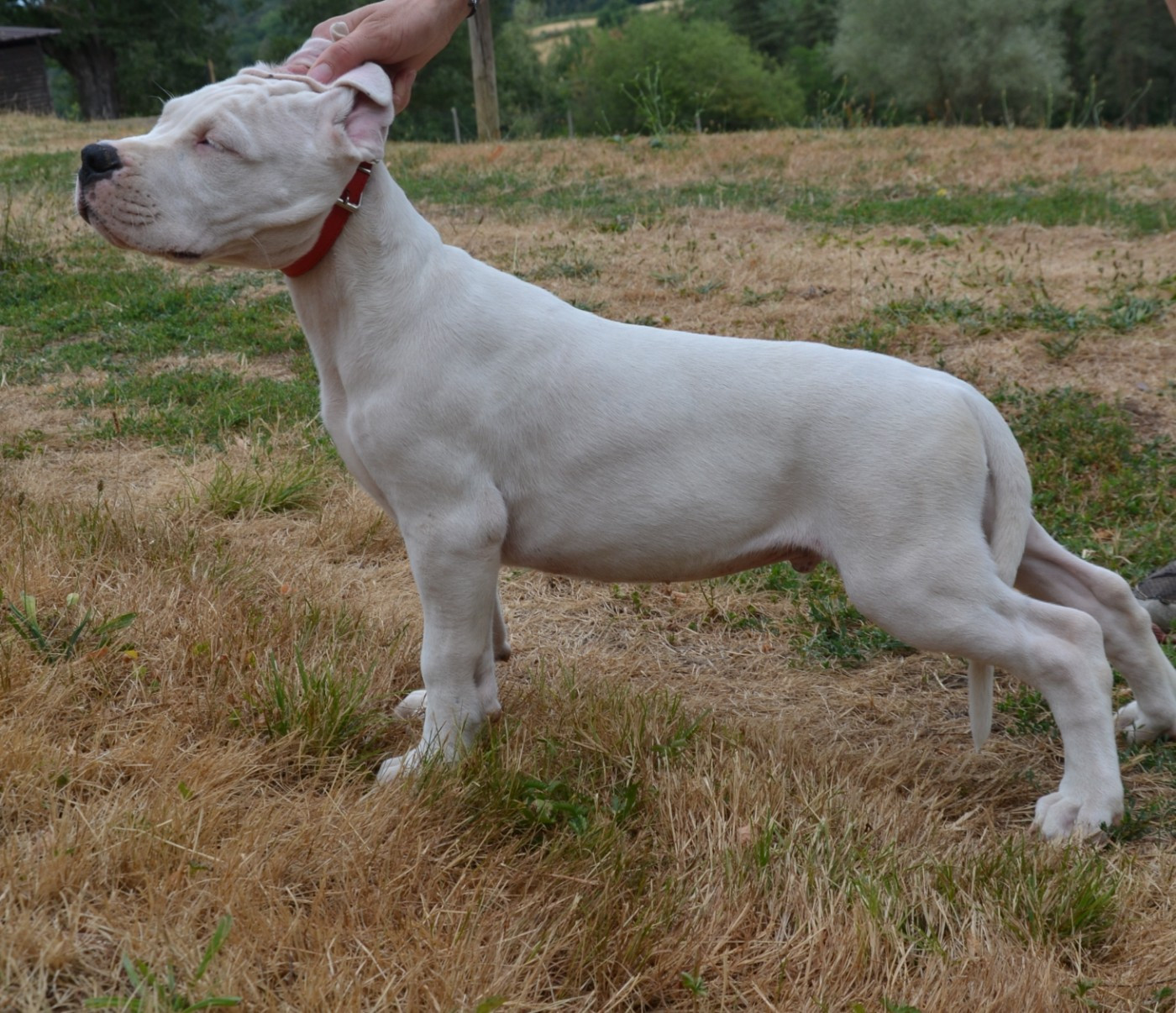 del angel de los volcanos - Chiots disponibles - Dogo Argentino