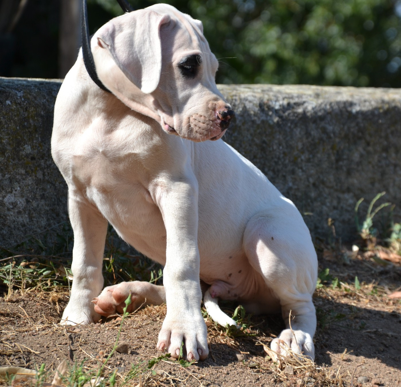 del angel de los volcanos - Chiots disponibles - Dogo Argentino