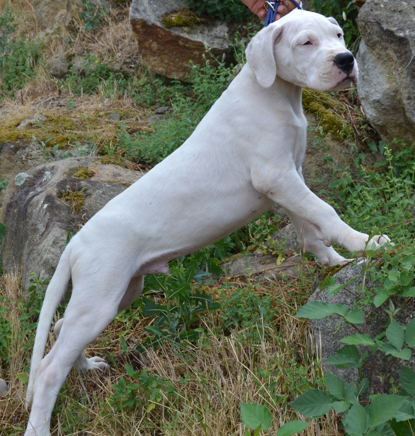 del angel de los volcanos - Chiots disponibles - Dogo Argentino