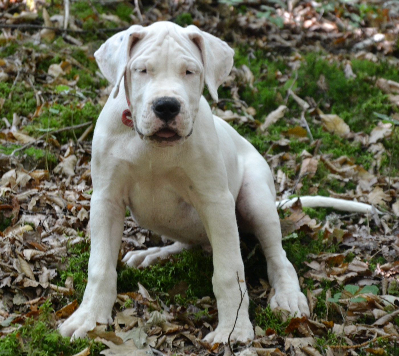 del angel de los volcanos - Chiots disponibles - Dogo Argentino