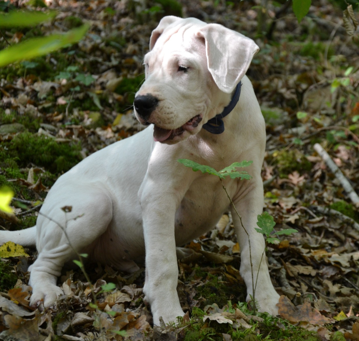 del angel de los volcanos - Chiots disponibles - Dogo Argentino