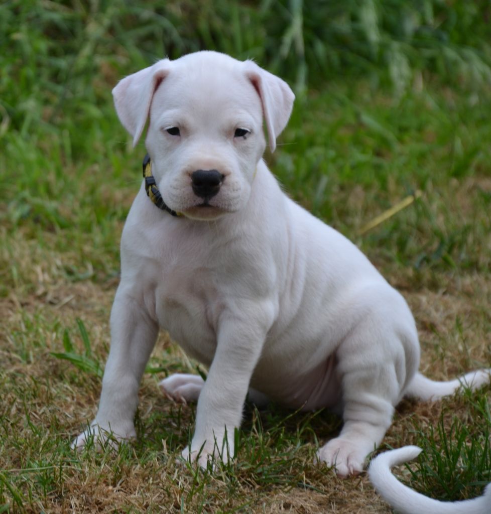 del angel de los volcanos - Chiots disponibles - Dogo Argentino