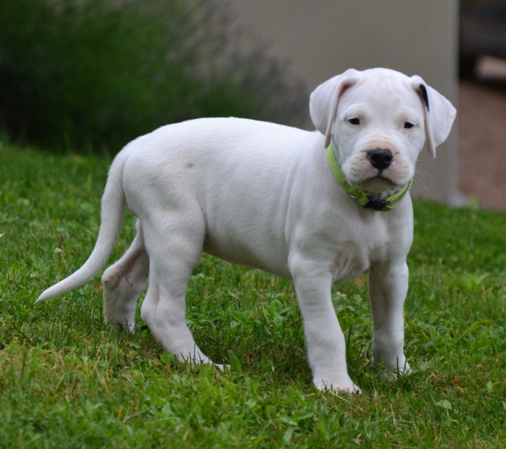 del angel de los volcanos - Chiots disponibles - Dogo Argentino