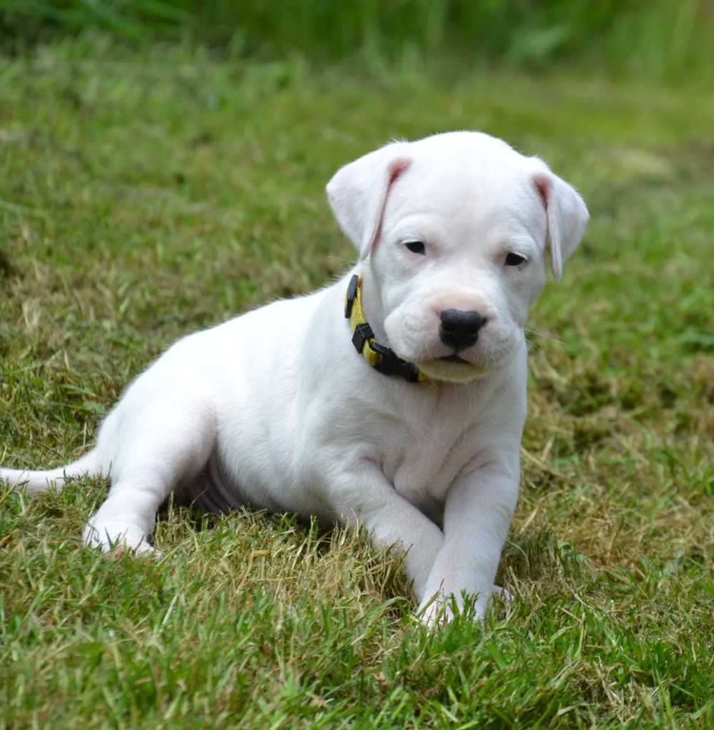 del angel de los volcanos - Chiots disponibles - Dogo Argentino