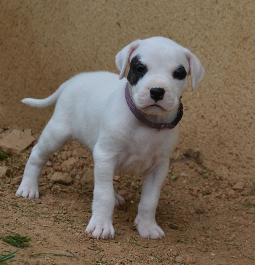 del angel de los volcanos - Chiots disponibles - Dogo Argentino