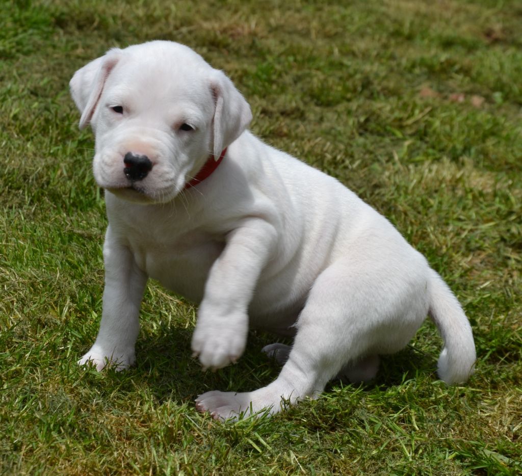 del angel de los volcanos - Chiots disponibles - Dogo Argentino