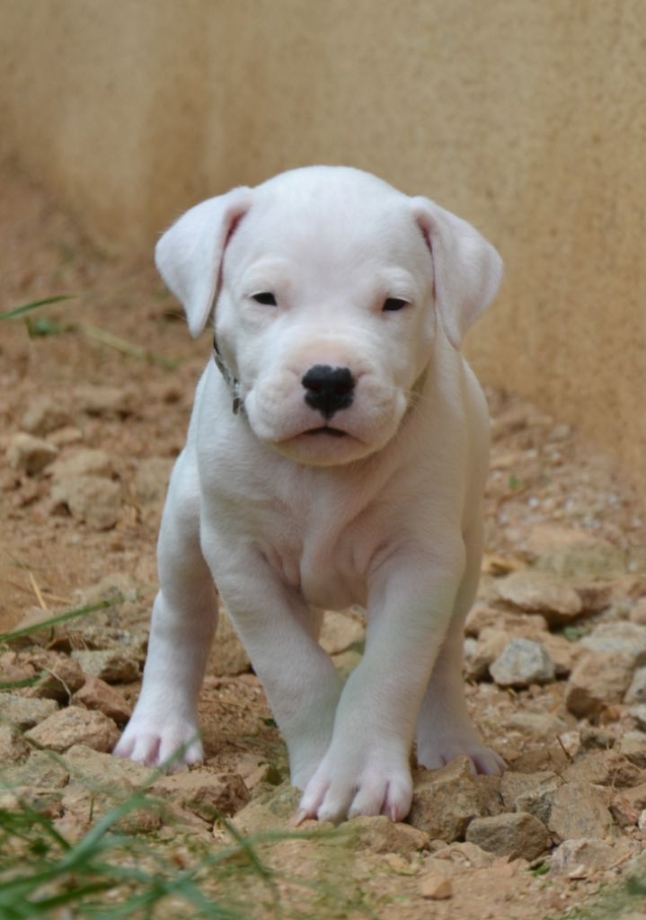 del angel de los volcanos - Chiots disponibles - Dogo Argentino