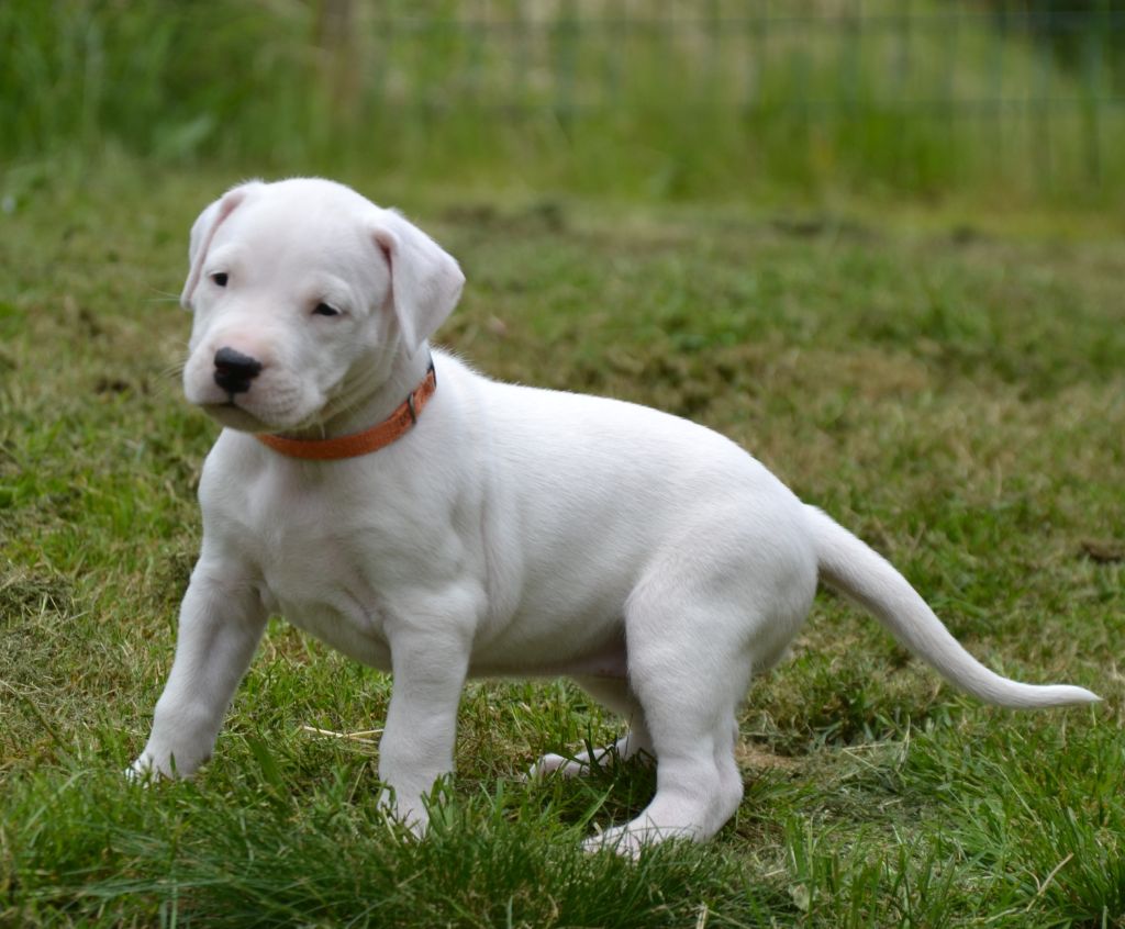 del angel de los volcanos - Chiots disponibles - Dogo Argentino
