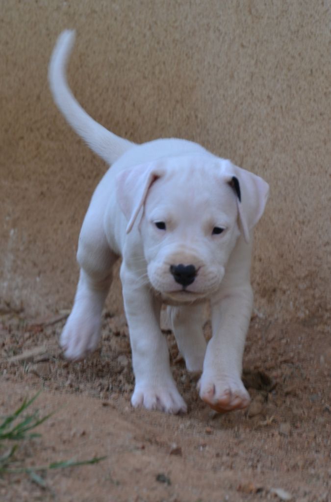 del angel de los volcanos - Chiots disponibles - Dogo Argentino