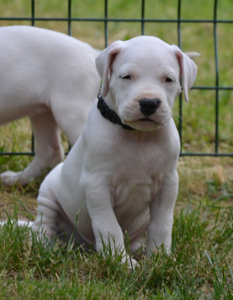 del angel de los volcanos - Chiots disponibles - Dogo Argentino