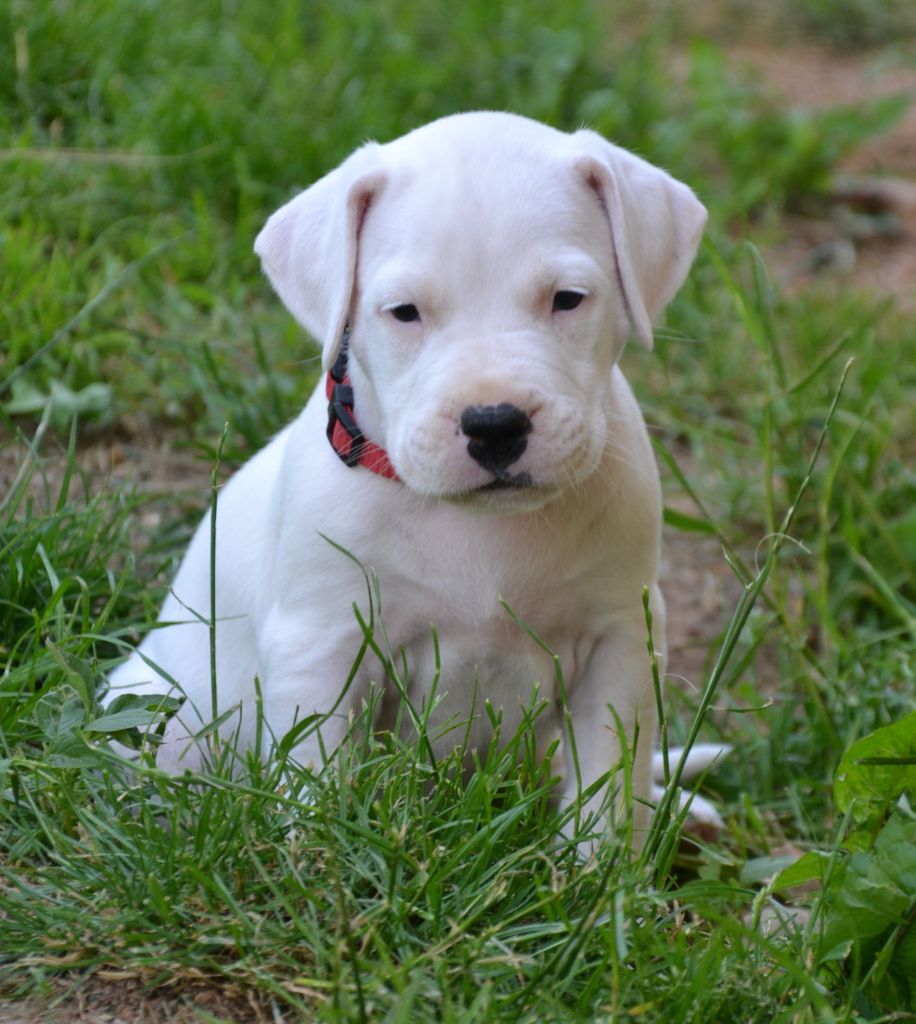 del angel de los volcanos - Chiots disponibles - Dogo Argentino
