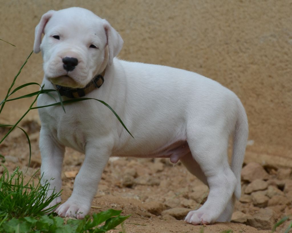 del angel de los volcanos - Chiots disponibles - Dogo Argentino