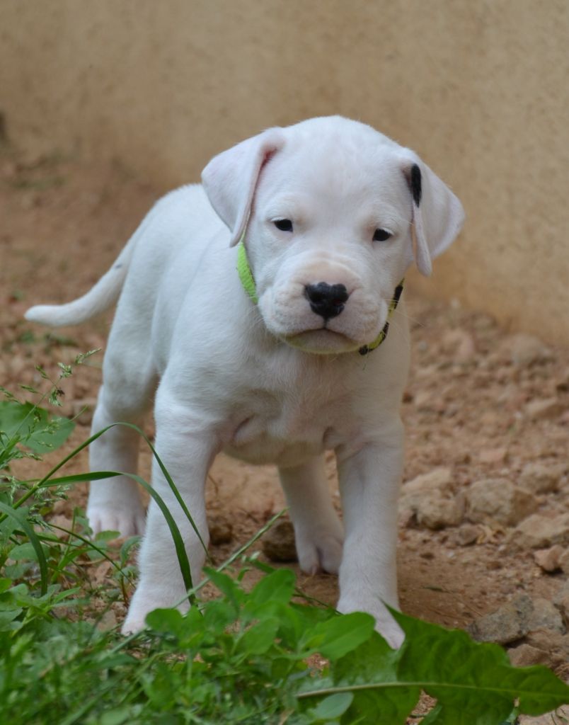 del angel de los volcanos - Chiots disponibles - Dogo Argentino