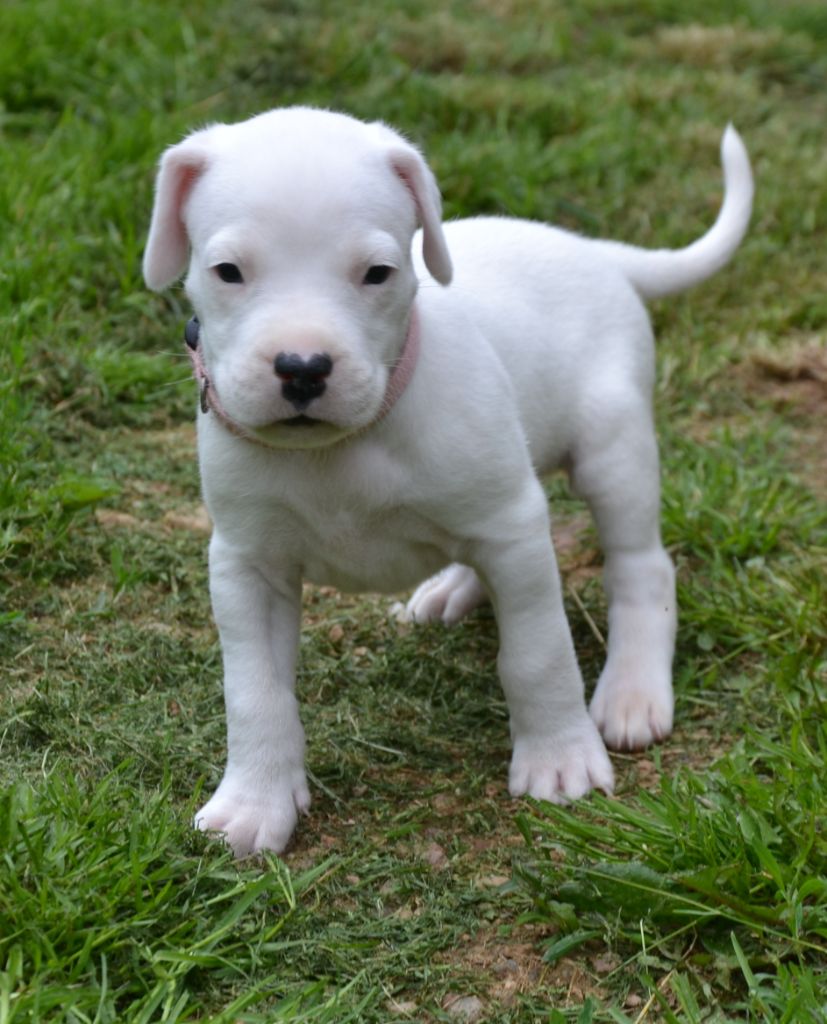del angel de los volcanos - Chiots disponibles - Dogo Argentino