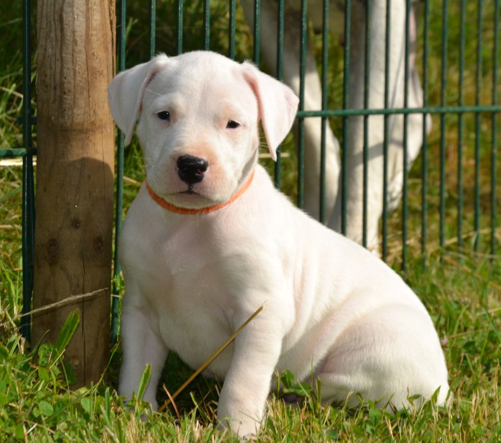 del angel de los volcanos - Chiots disponibles - Dogo Argentino