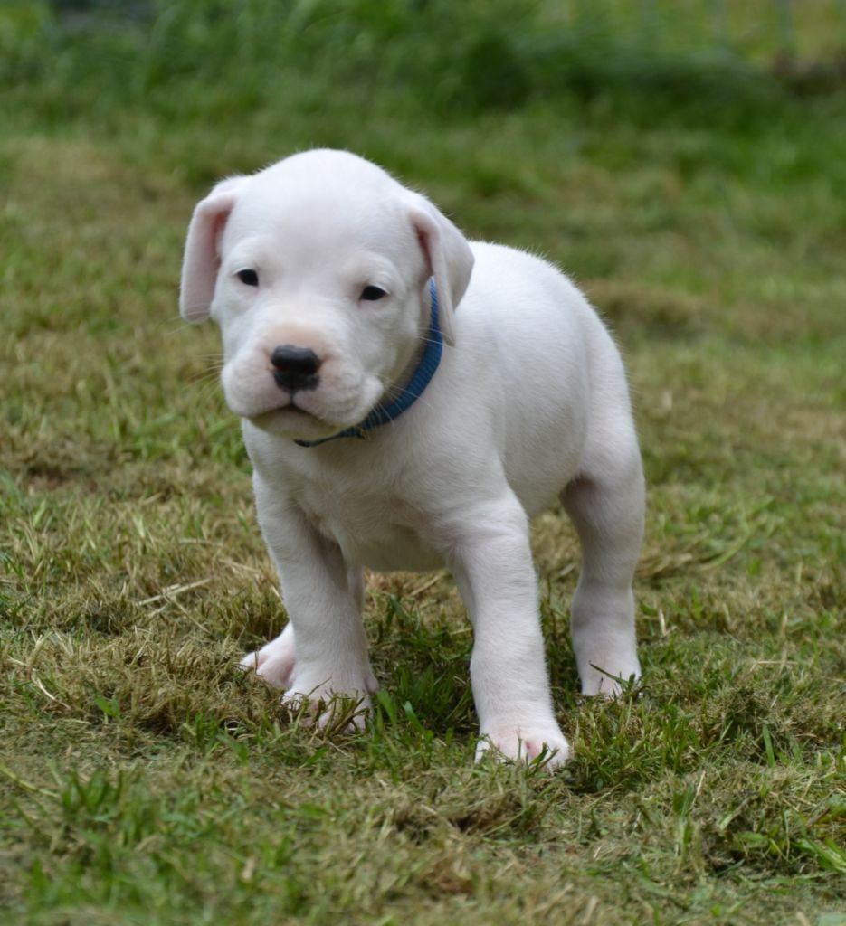 del angel de los volcanos - Chiots disponibles - Dogo Argentino
