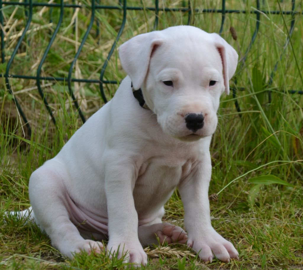 del angel de los volcanos - Chiots disponibles - Dogo Argentino