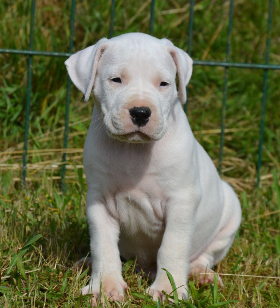 del angel de los volcanos - Chiots disponibles - Dogo Argentino