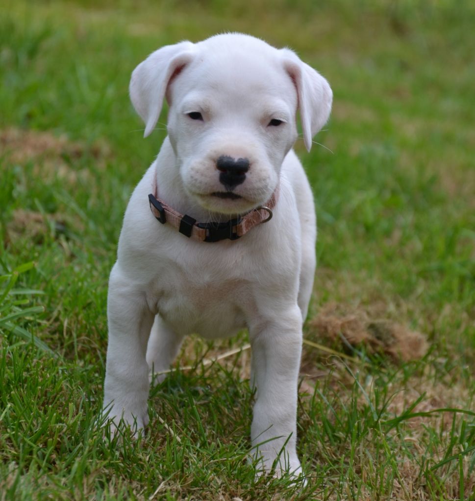 del angel de los volcanos - Chiots disponibles - Dogo Argentino