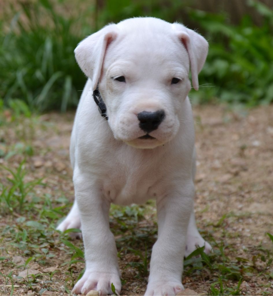 del angel de los volcanos - Chiots disponibles - Dogo Argentino